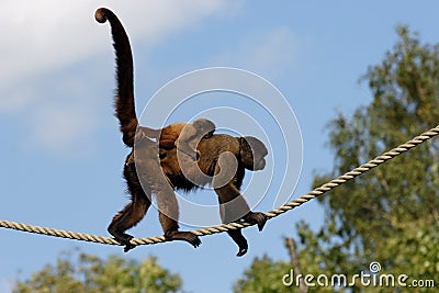 Woolly Monkey Stock Photo