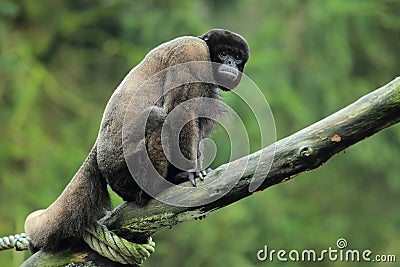 Woolly monkey Stock Photo