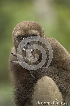 Woolly monkey Stock Photo