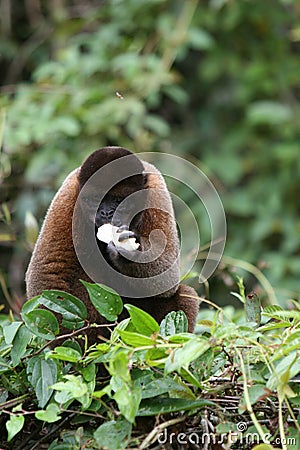 Woolly Monkey in Amazon Stock Photo