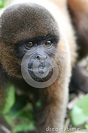 Woolly Monkey in Amazon Stock Photo