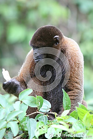 Woolly Monkey in Amazon Stock Photo