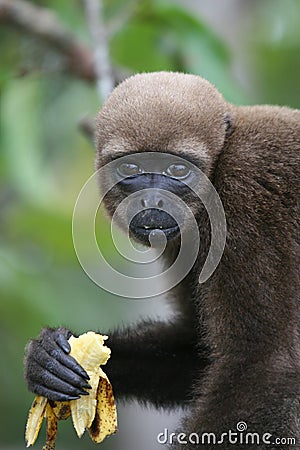 Woolly Monkey in Amazon Stock Photo