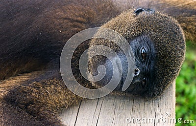 Woolly Monkey Closeup View Stock Photo