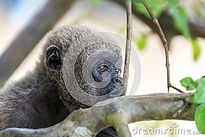 Woolly Monkey Face Stock Photo