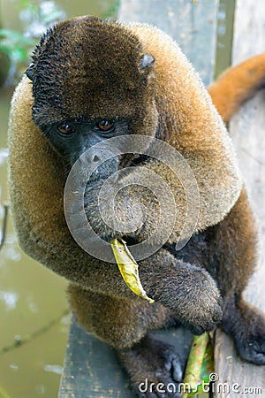 Woolly Monkey with a Leaf Stock Photo