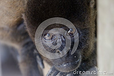 Woolly monkey peering Stock Photo