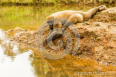 Woolly Monkey In The Wild Stock Photo