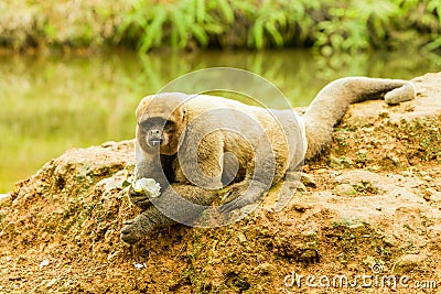 Woolly Monkey In The Wild Stock Photo