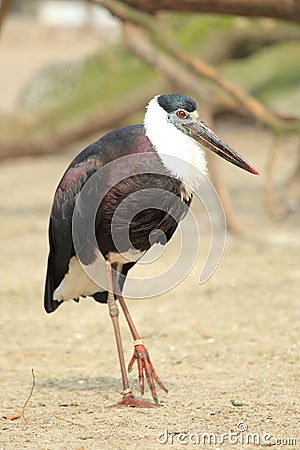 Woolly-necked stork Stock Photo
