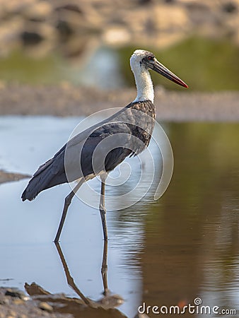 Woolly necked Stork Stock Photo