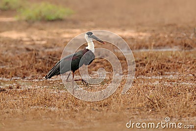 Woolly-necked stork or whitenecked stork, Ciconia episcopus, is a large wading bird in the stork family Ciconiidae. Bird in the na Stock Photo