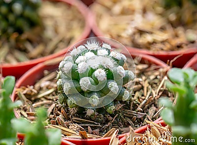 Woolly Nipple Cactus , Mammillaria mammillaris L. H.Karst Small trees with beautiful color of thorns Because planted in Stock Photo