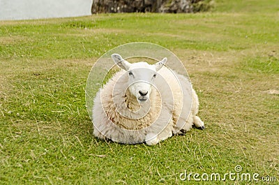 Woolly sheep sitting in Rhossili â€“ Wales, United Kingdom Stock Photo