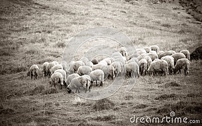 Woolly sheeps grazing in mountains Stock Photo