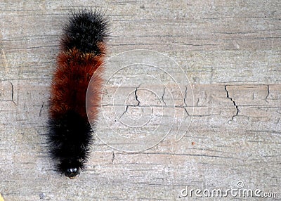 Wooly Bear Caterpillar Stock Photo