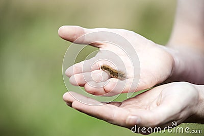 Ruby Tiger moth wooly Caterpillar Stock Photo