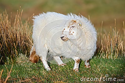 Wooly sheep Stock Photo