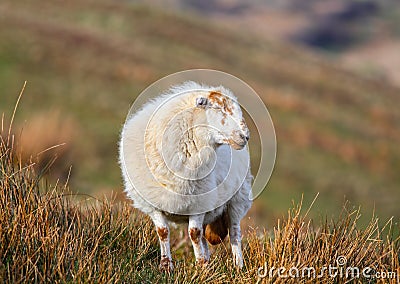 Wooly sheep Stock Photo