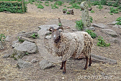 Wooly Sheep Stock Photo