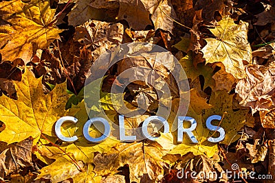 The word colors laid with metal letters over yellow autumn fallen leaves - closeup with selective focus Stock Photo