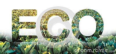 The word Eco on the background of cabbage plantation field. Condition of winter crops. Environmentally friendly harvest, quality Stock Photo