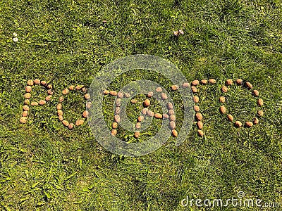 The word potato is laid out on the green grass from potatoes. potatoes on the ground, letters from potatoes. farm eco products, Stock Photo