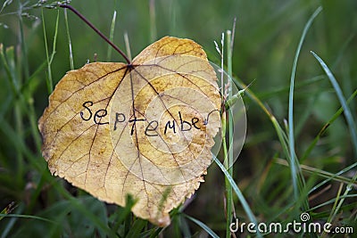 Word September is written on a yellow leaf. Autumn background. Leaf on green grass Stock Photo