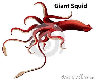 Wordcard design for giant squid with white background Vector Illustration