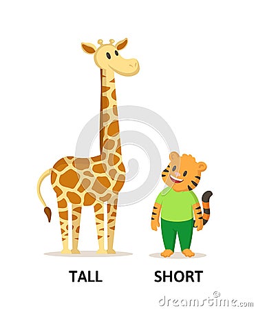 Words tall and short flashcard with cartoon animal characters. Opposite adjectives explanation card. Flat vector Vector Illustration