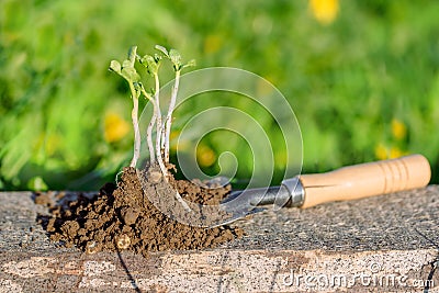 The work of the farmer in the infield. Blurr bokeh background. Planting vegetables.young seedling. Working in the vegetable garden Stock Photo