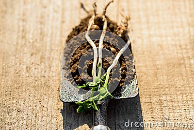 work of the farmer in the infield.Planting vegetables.young seedling Close up Working in vegetable garden. Metal spade. Stock Photo