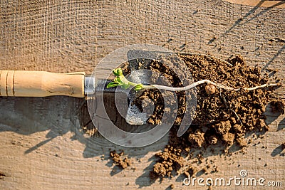 The work of the farmer in the infield. Planting vegetables.young seedling. Working in the vegetable garden. Metal spade. Stock Photo