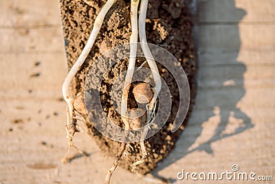 The work of the farmer in the infield. Planting vegetables.young seedling. Working in the vegetable garden. Metal spade. Stock Photo