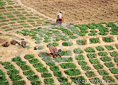 Work in the fields - Ghana Editorial Stock Photo