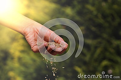 Work in the garden. A woman hand sowing grass seeds. Establishing a lawn Stock Photo