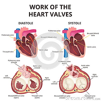 Anatomy of the human heart Vector Illustration