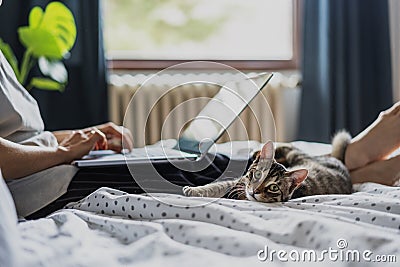 Young woman with cute gray kitten working on a project using laptop in bed at home Stock Photo