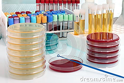 Workbench with biological samples on the microbiology laboratory Stock Photo