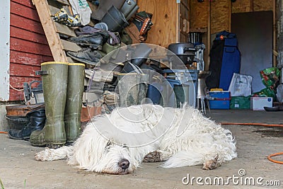 Dog laying outside Stock Photo