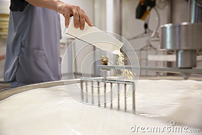 Worker adding culture to milk in curd preparation tank at cheese factory Stock Photo