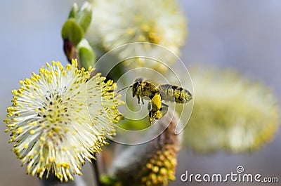 Worker Bee Collecting Pollen Stock Photo