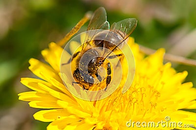 Worker bee on dandelion during spring macro Stock Photo