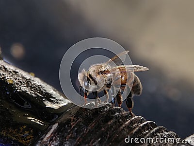 Worker bee or honey bee gathering the honey from extractor valve blurry background, bokeh Stock Photo