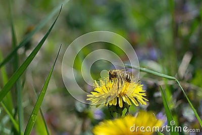 Worker bee on the yellow dandelion Stock Photo