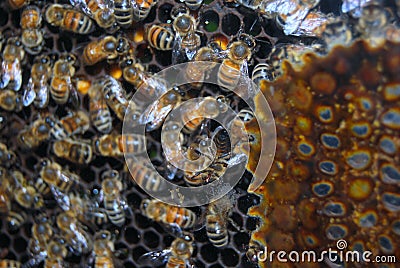 Worker bees in the beehive Stock Photo