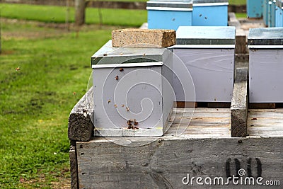 Worker bees in a hive of activity Stock Photo