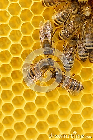 Worker Bees on Honeycomb Stock Photo