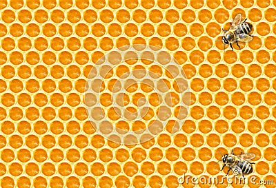 Worker Bees on Honeycomb Stock Photo