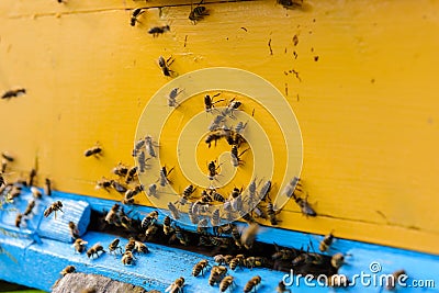 Worker bees are included in the hive. Wooden beehive painted in yellow. Close-up of flying bees. Swarm of bees at the entrance to Stock Photo